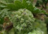 Urtica pilulifera. Незрелое соплодие. Греция, Эгейское море, о. Парос, пос. Дриос, возле забора в оливковом саду. 25.04.2019.