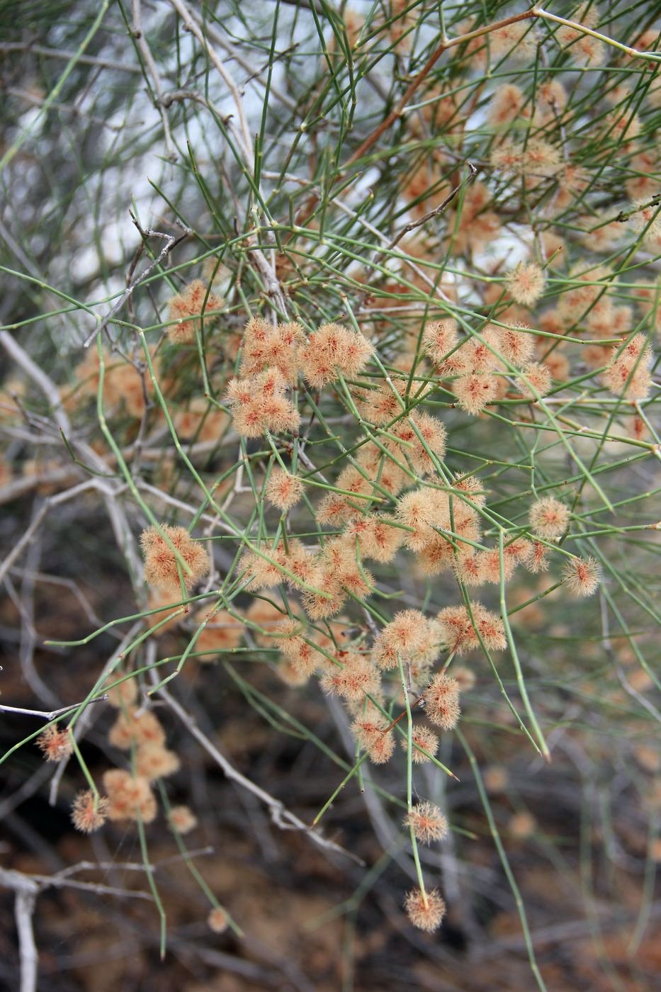 Image of Calligonum microcarpum specimen.