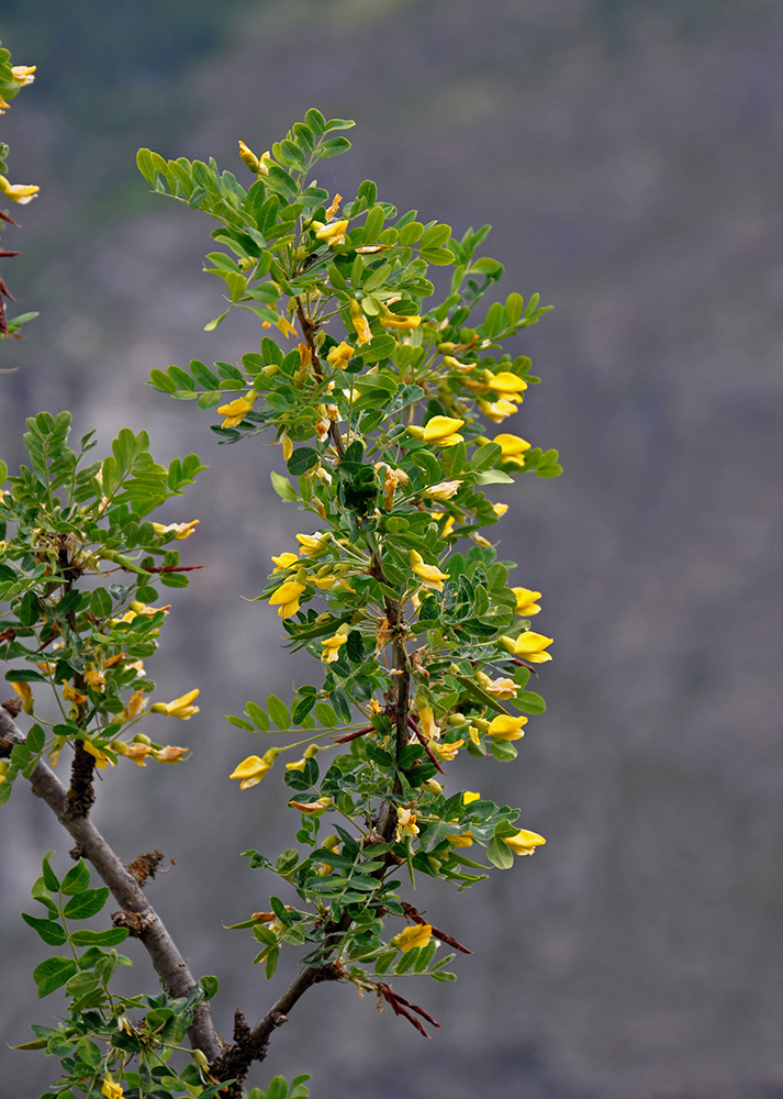 Изображение особи Caragana arborescens.