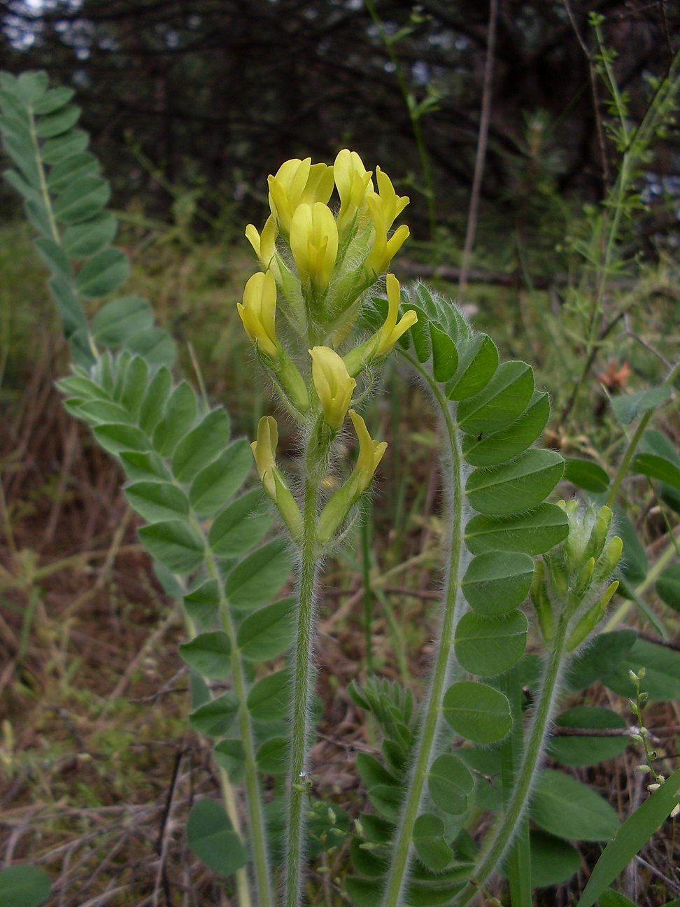 Изображение особи Astragalus tanaiticus.