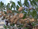 Halimodendron halodendron
