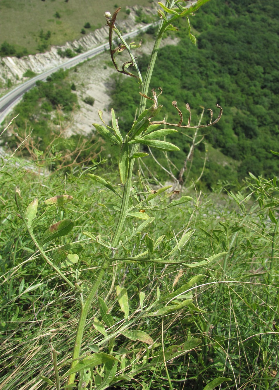 Изображение особи Centaurea salonitana.