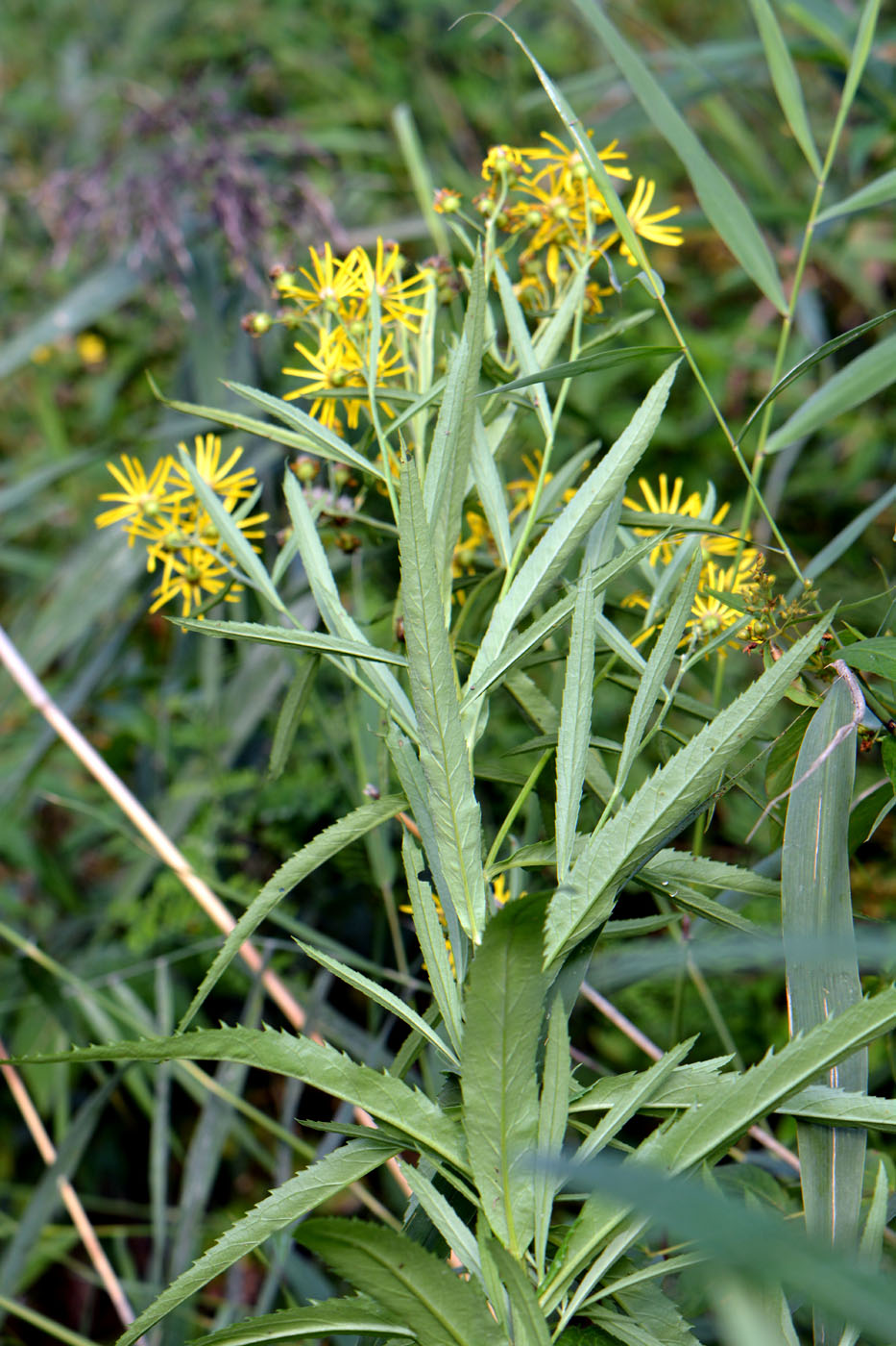 Image of Senecio paludosus specimen.