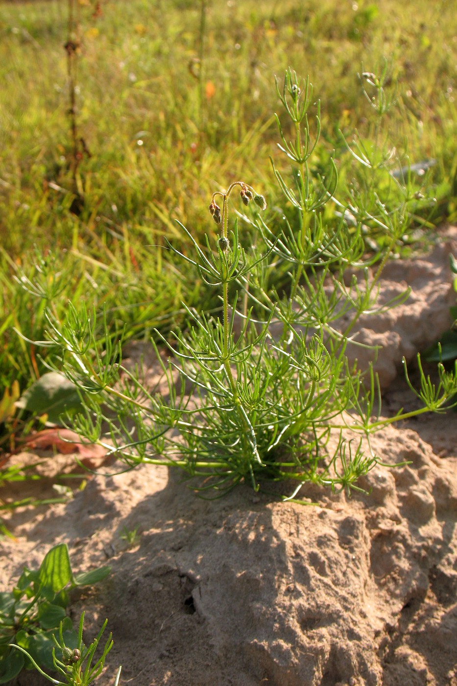 Изображение особи Spergula arvensis.