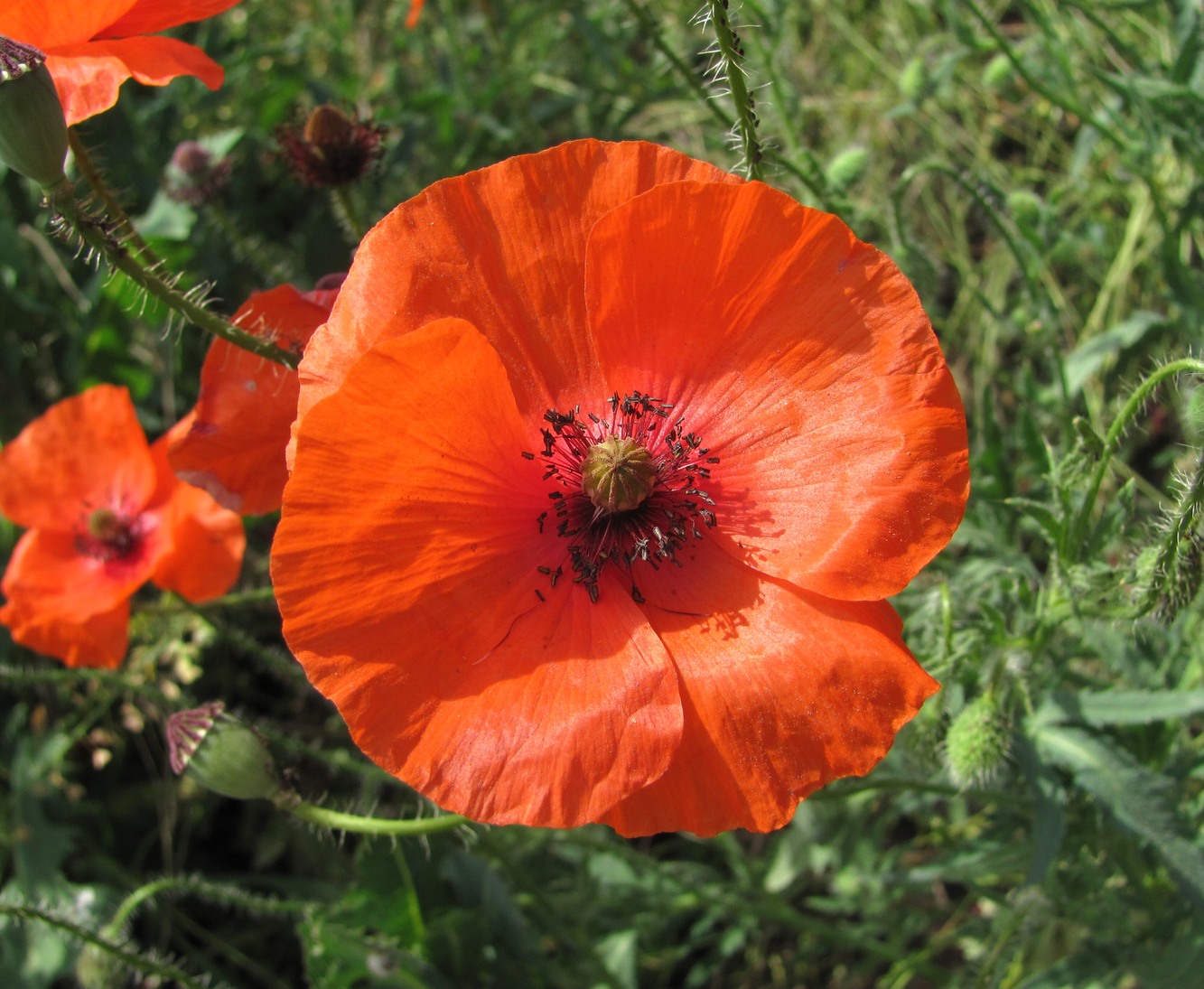 Изображение особи Papaver rhoeas.