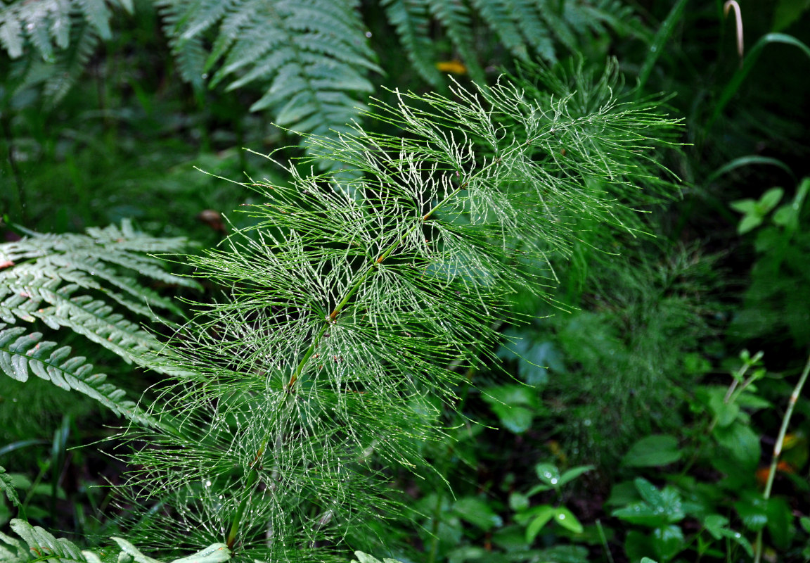 Изображение особи Equisetum sylvaticum.