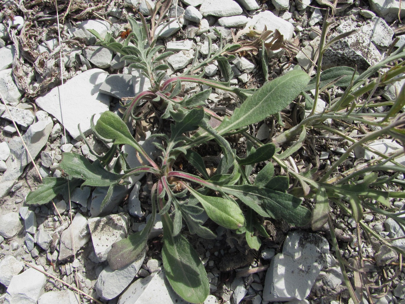 Изображение особи Cephalaria uralensis.