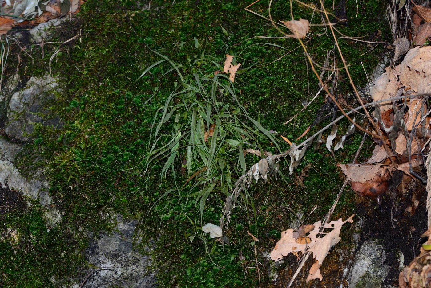 Image of Camptosorus sibiricus specimen.