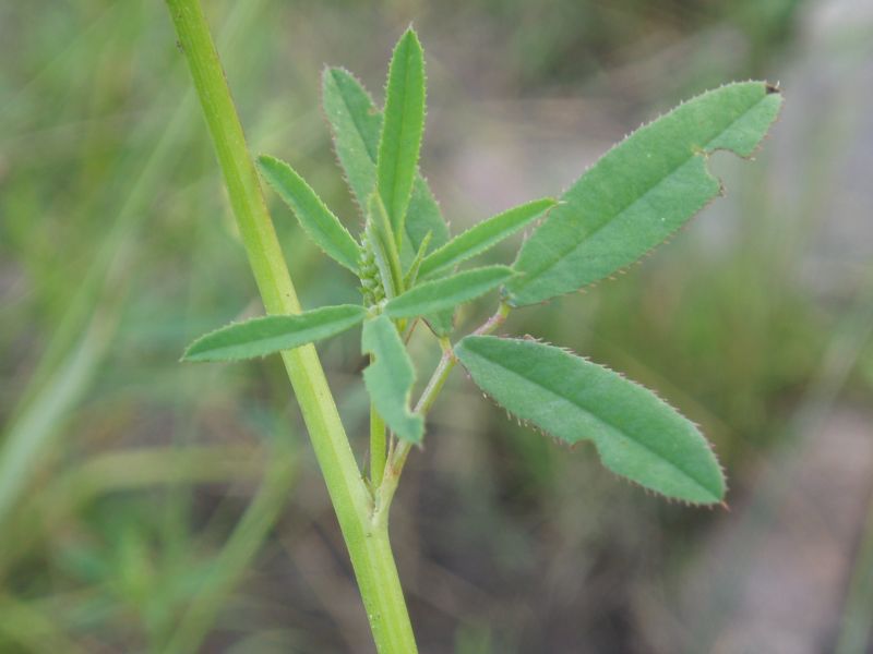 Изображение особи Melilotus dentatus.