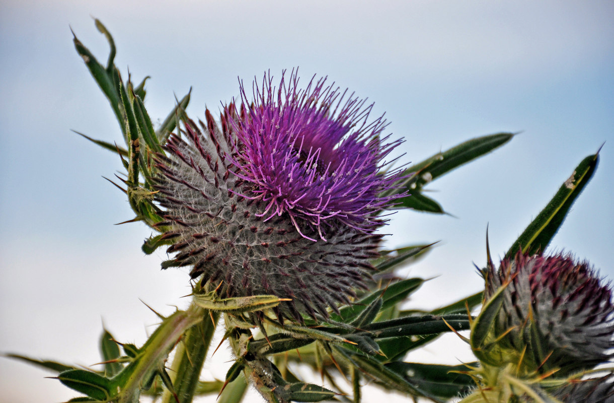 Image of Cirsium ligulare specimen.