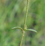 Cerastium holosteoides. Средняя часть побега. Пермский край, г. Пермь, Кировский р-н, суходольный луг. 02.08.2019.