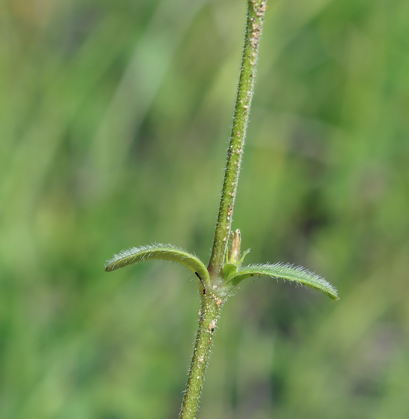 Image of Cerastium holosteoides specimen.