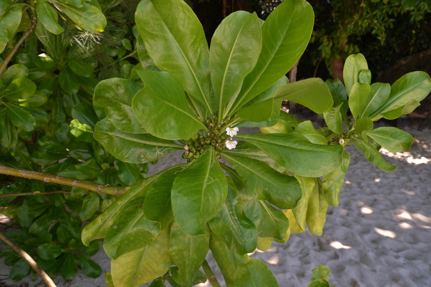 Image of Scaevola taccada specimen.