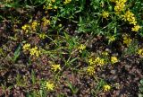 genus Rorippa. Верхушка побега с соцветиями. Сербия, национальный парк Тара, плоскогорье Равна Тара, западный берег оз. Заовине, у воды. 11.07.2019.