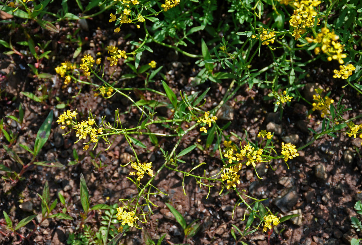 Image of genus Rorippa specimen.