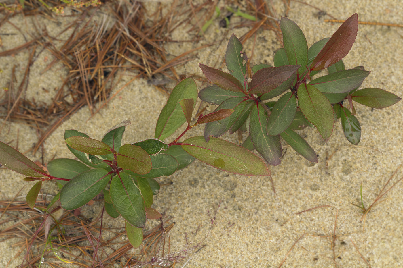Image of Populus maximowiczii specimen.