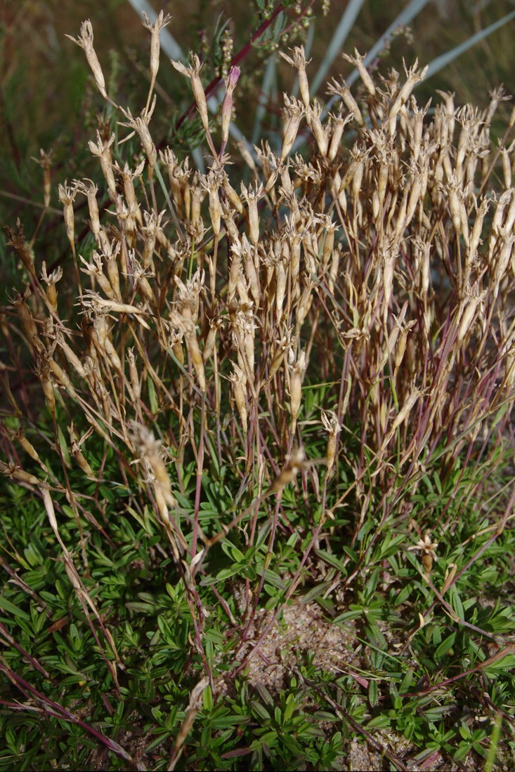 Изображение особи Dianthus deltoides.