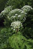 Heracleum sosnowskyi. Верхушка цветущего растения. Карельский перешеек, окр. Сертолово, на краю поля. 08.07.2019.