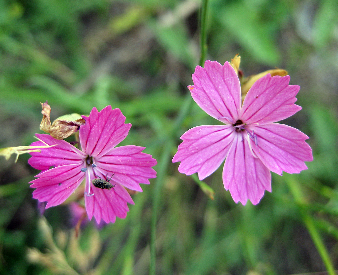 Изображение особи род Dianthus.