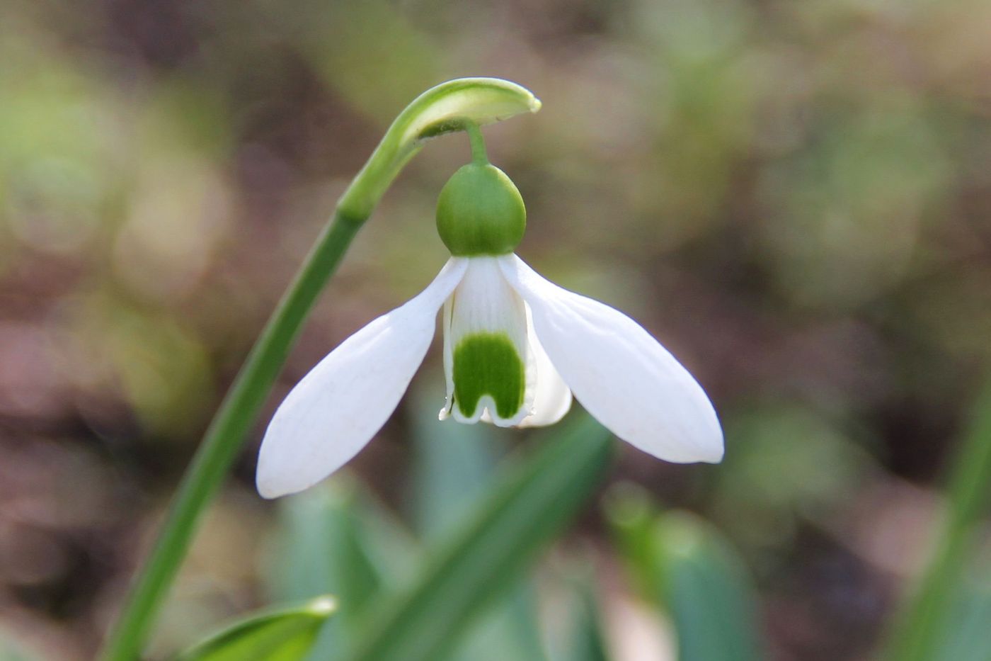 Image of Galanthus plicatus specimen.