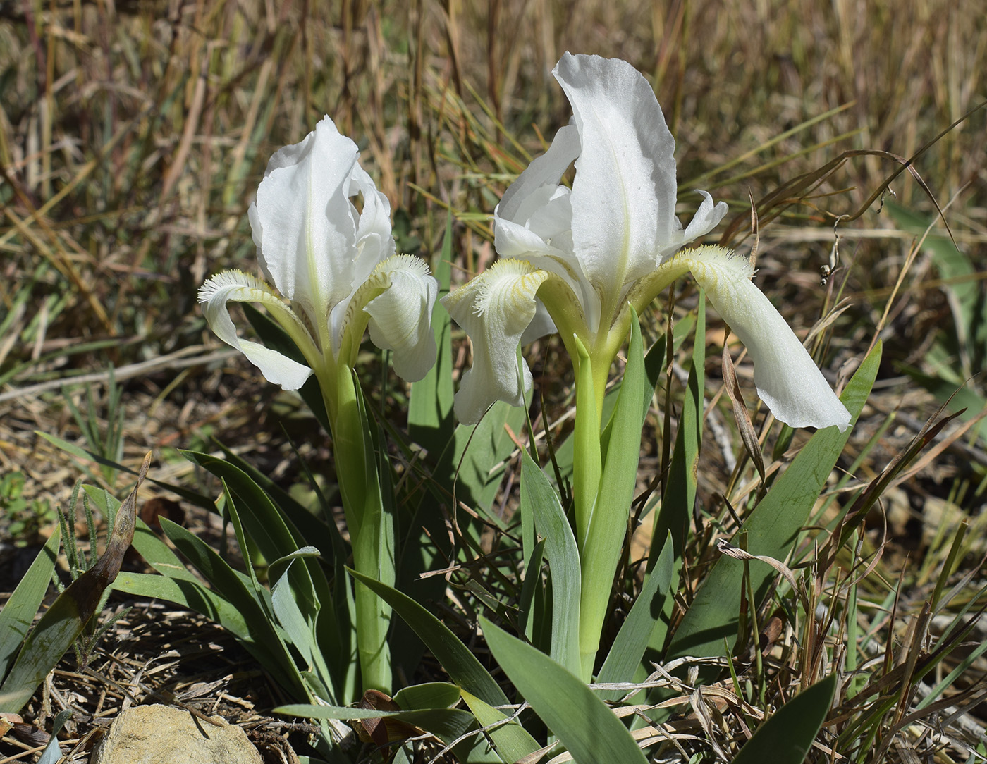 Image of Iris lutescens specimen.