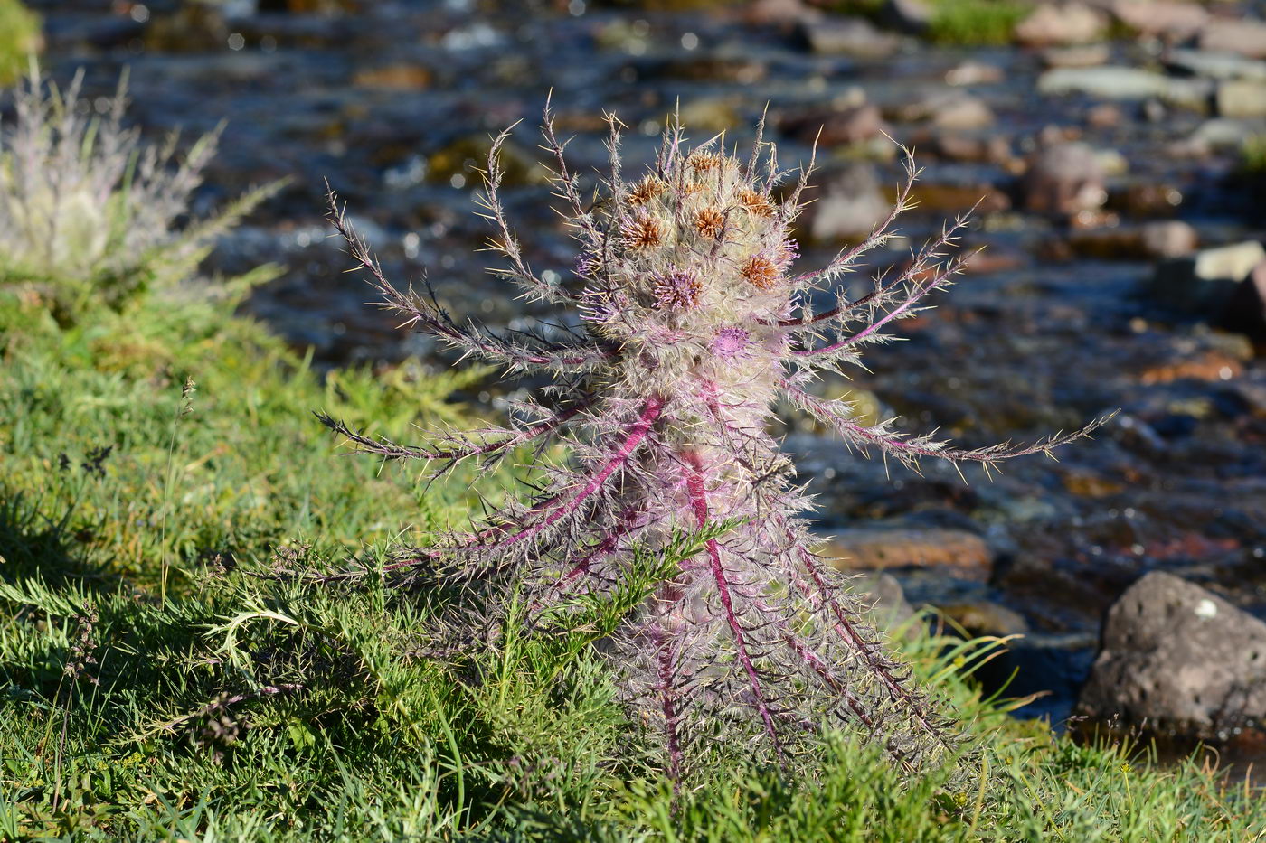 Image of Schmalhausenia nidulans specimen.