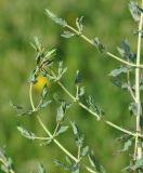 Hypericum triquetrifolium