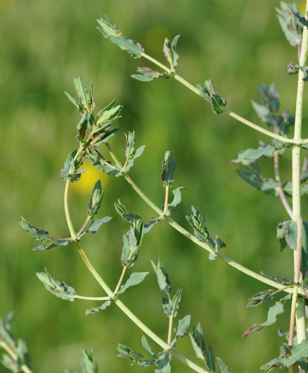 Изображение особи Hypericum triquetrifolium.