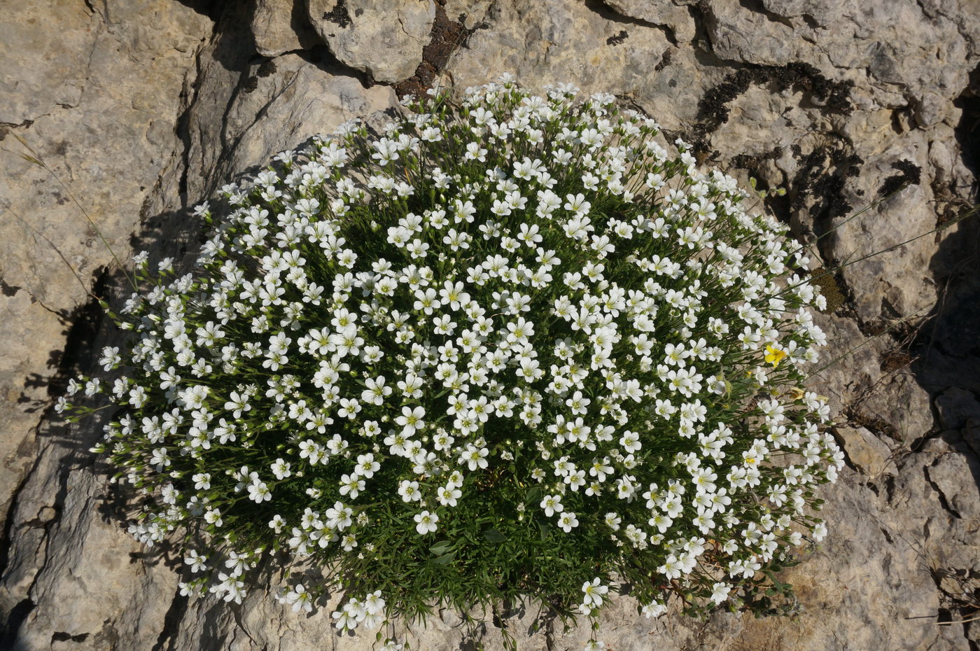 Image of Minuartia taurica specimen.