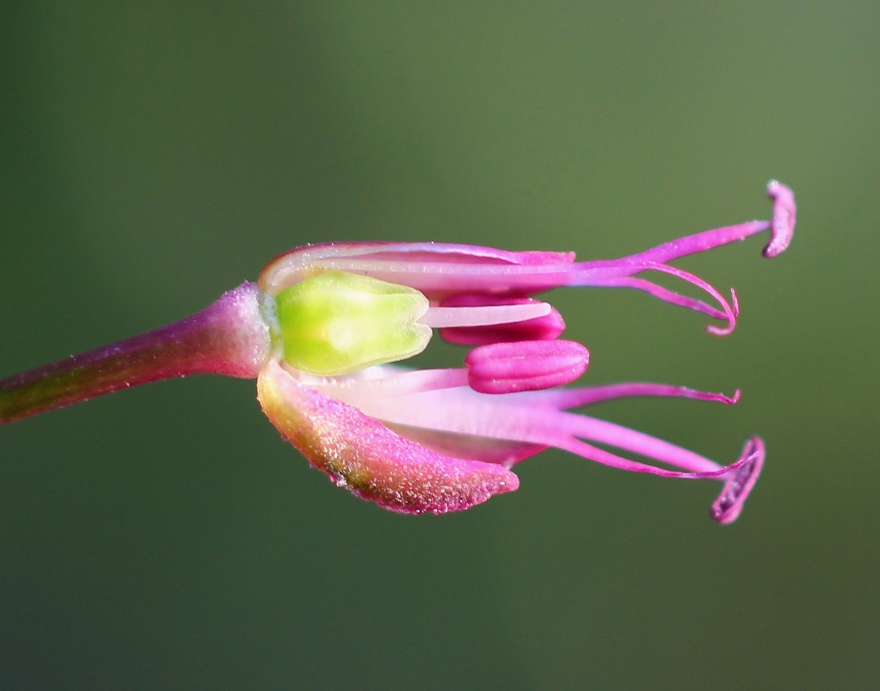 Изображение особи Allium sphaerocephalon.