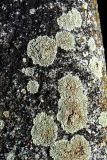 Lecanora muralis