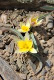 Tulipa turkestanica