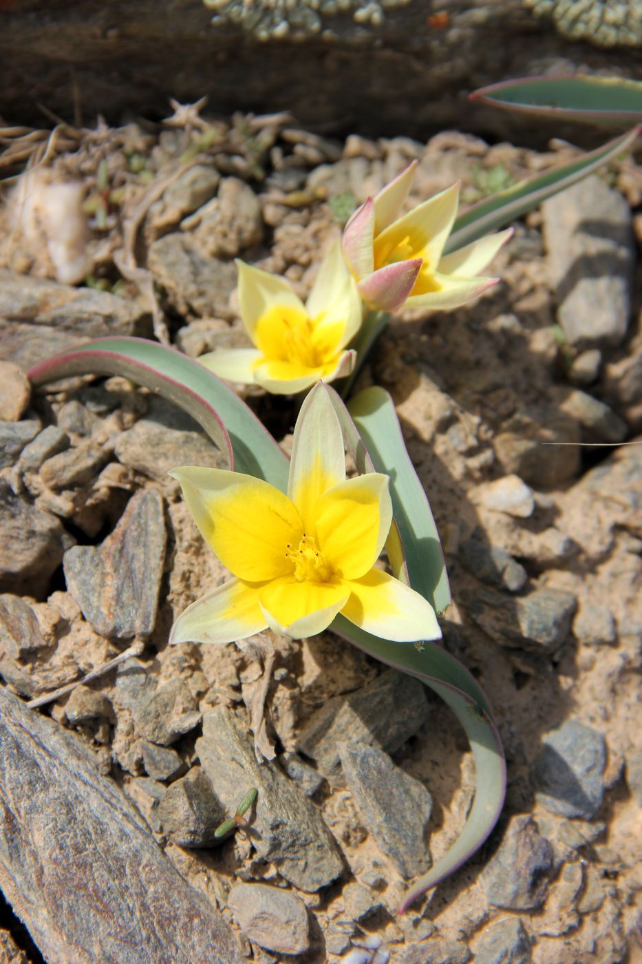 Изображение особи Tulipa turkestanica.