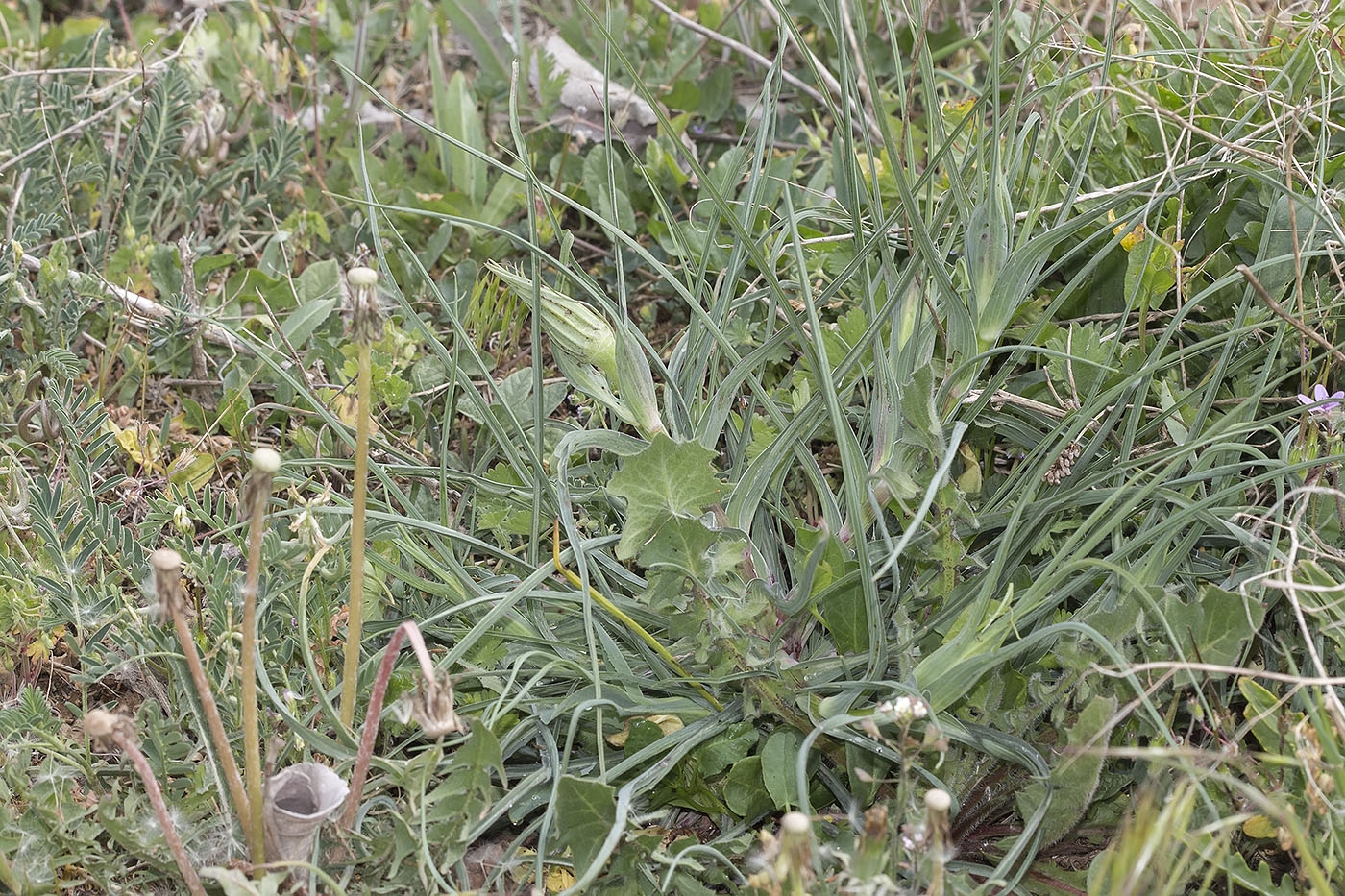 Изображение особи Tragopogon dubius.