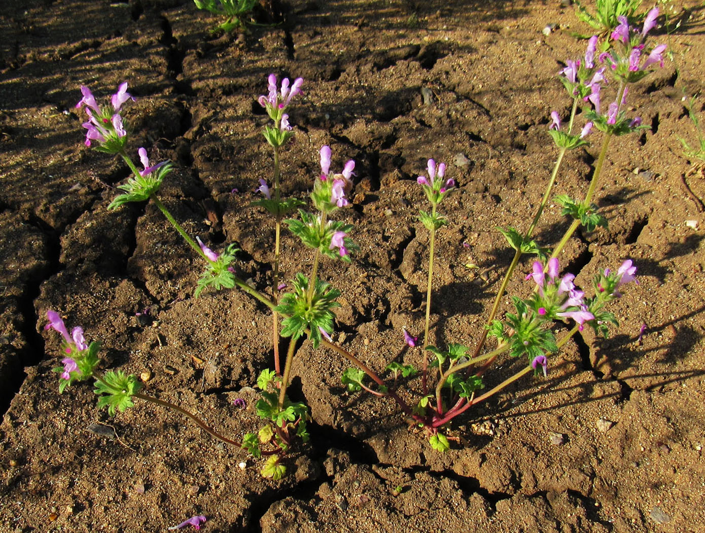 Image of Lamium amplexicaule specimen.