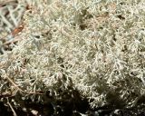 Cladonia rangiferina