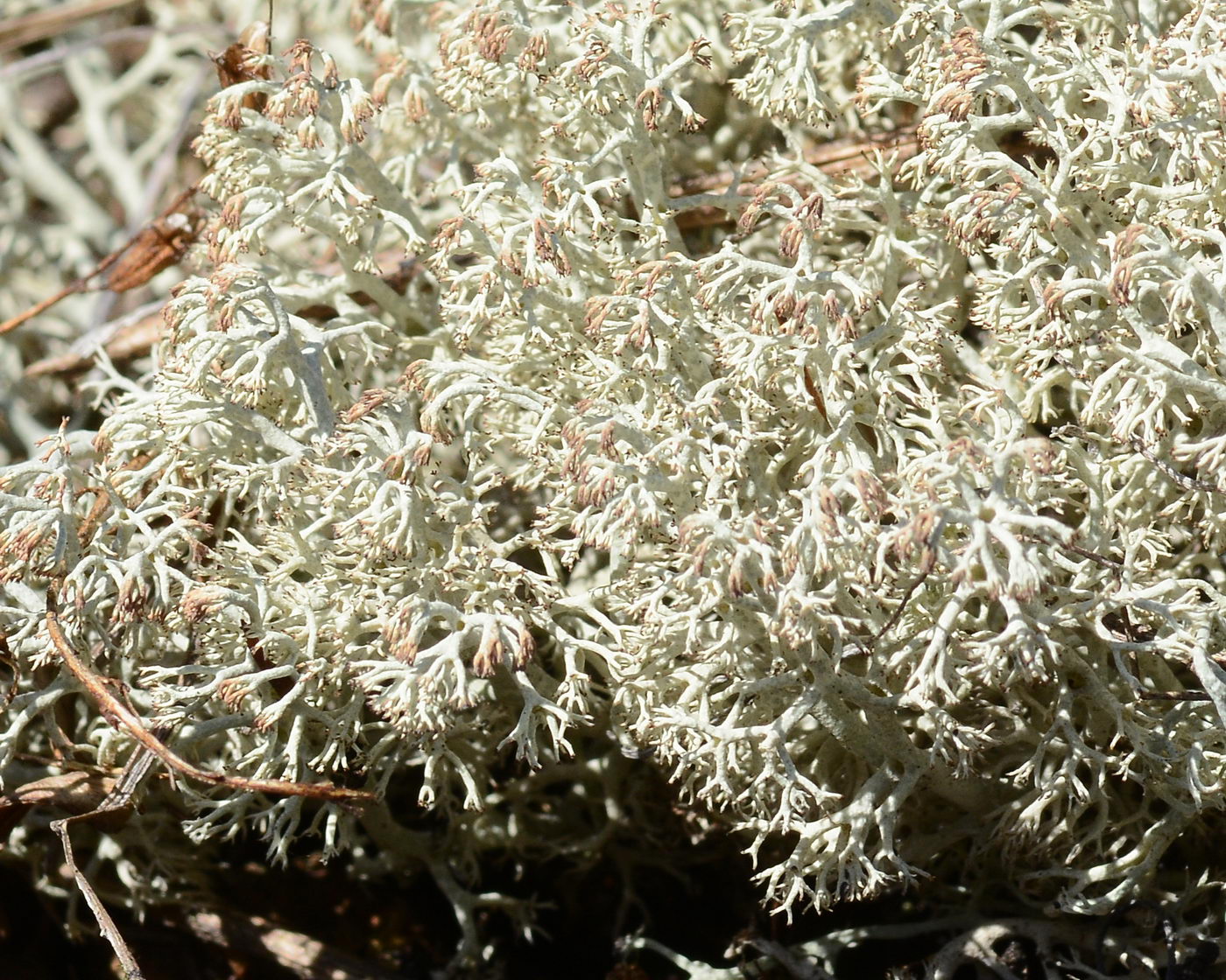 Изображение особи Cladonia rangiferina.