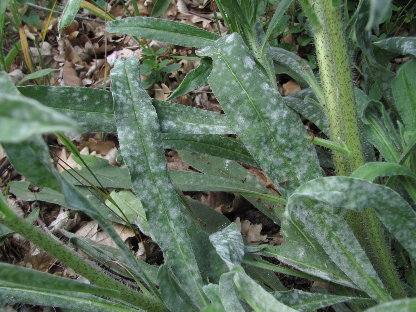 Изображение особи Echium vulgare.