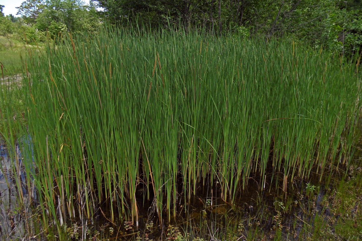 Изображение особи Typha angustifolia.