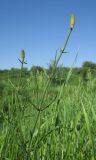 Equisetum ramosissimum