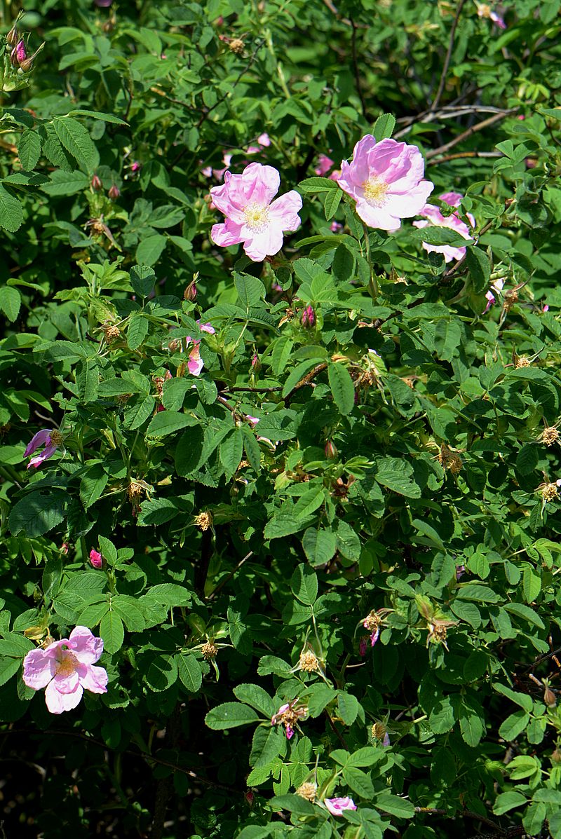 Image of Rosa cinnamomea specimen.