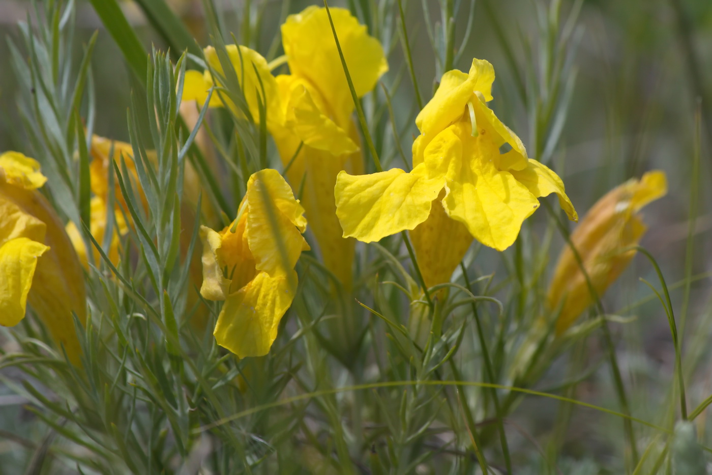 Image of Cymbaria daurica specimen.