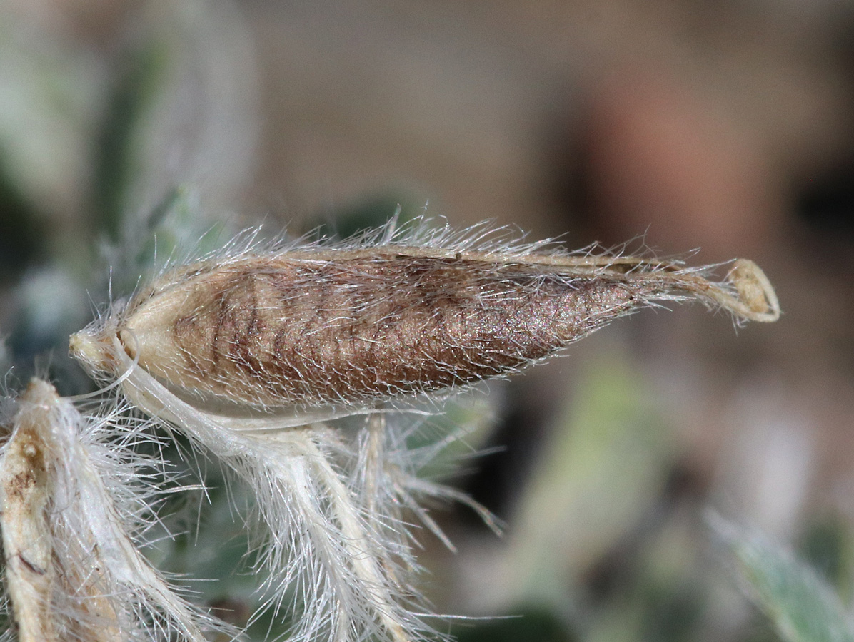 Image of Astragalus setosulus specimen.