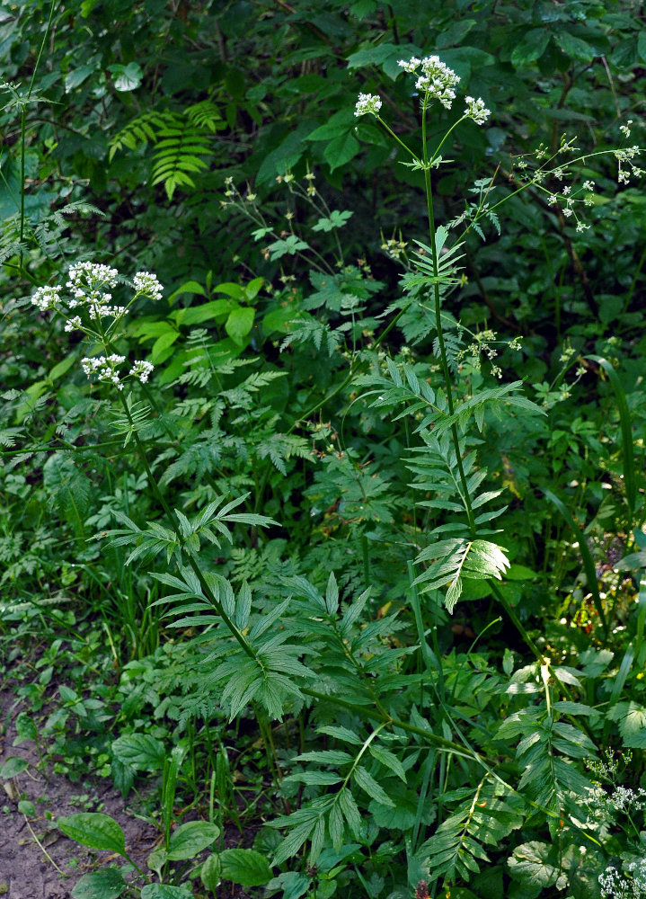 Изображение особи Valeriana officinalis.