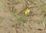 Linaria japonica. Цветущее и расцветающее растения. Приморье, Находкинский городской округ, окр. пос. Ливадия, бух. Флотская, песчаный пляж. 18.07.2020.