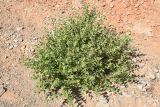 Perovskia scrophulariifolia. Вегетирующее растение. Таджикистан, Согдийская обл., Исфаринский р-н, г. Шураб, глинисто-щебнистый адыр. 10 мая 2019 г.