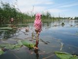 Persicaria amphibia. Верхушка побега с соцветием. Казахстан, г. Тараз, долина р.Ушбулак (Карасу), южная часть оз. Зербулак. 12 августа 2020 г.
