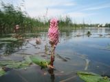 Persicaria amphibia