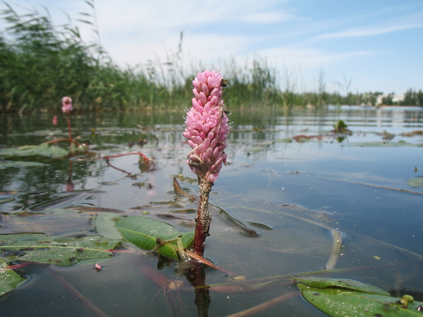 Image of Persicaria amphibia specimen.