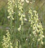 Aconitum barbatum